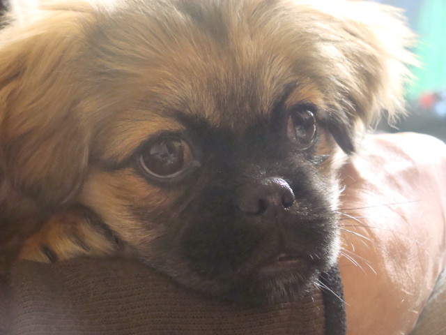Gizmo