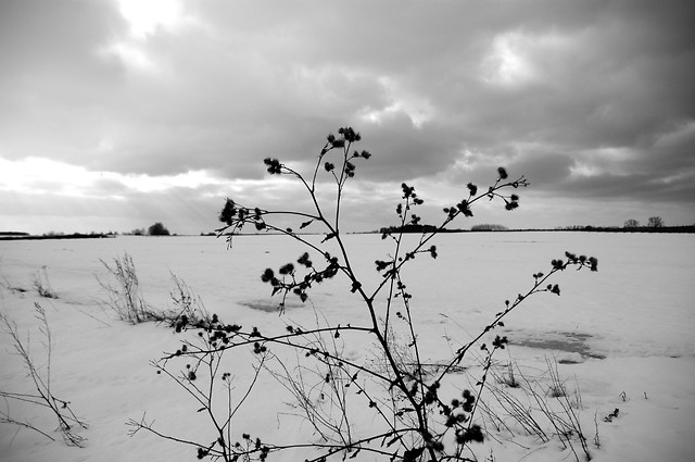 Winter Winds