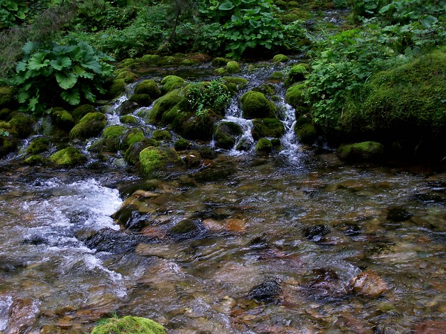 Potok - Dolina Kocieliska