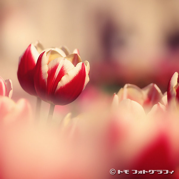 tuli tuli tulipany