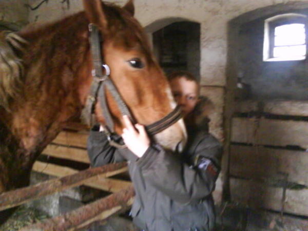 Konik