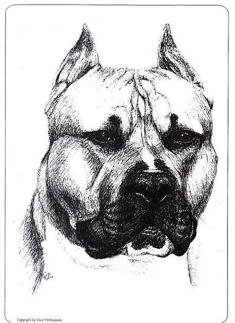 Pitbull