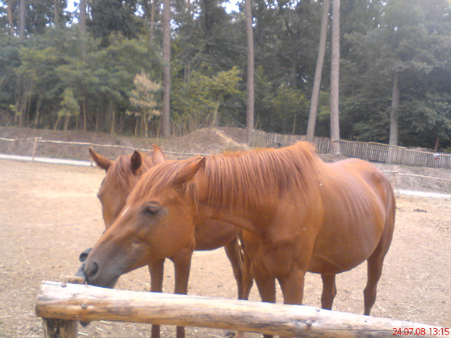 konie