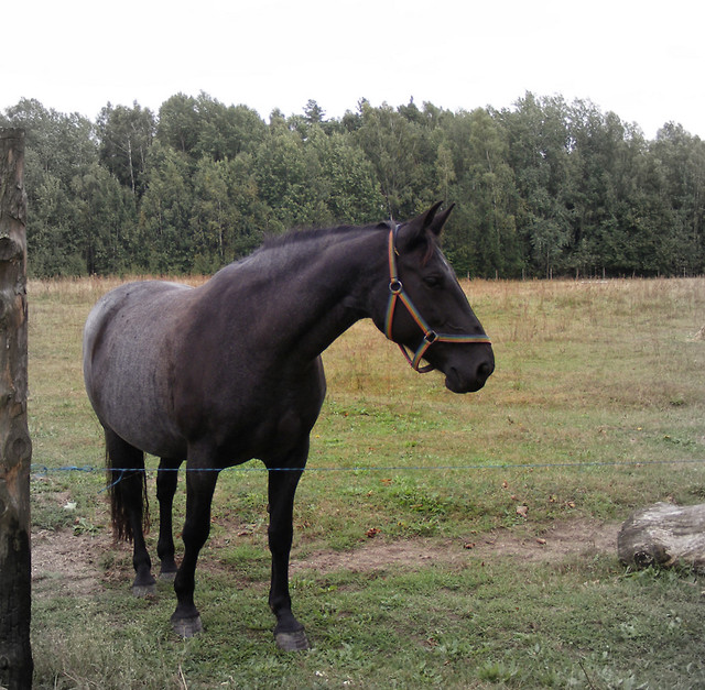Hania