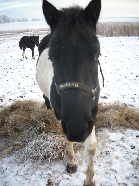 Wpis dynkitrinki