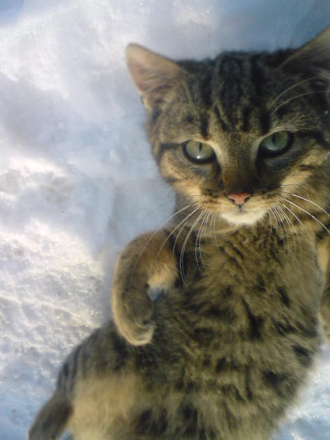 kici kici;**