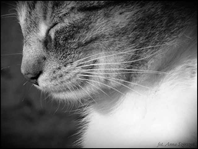 SweetCat