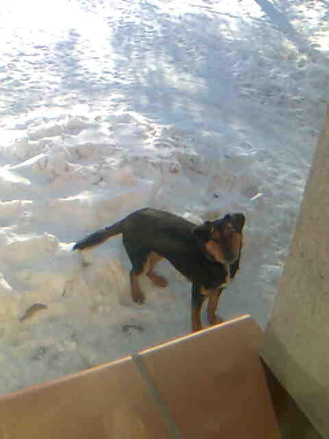 mj piesio maks
