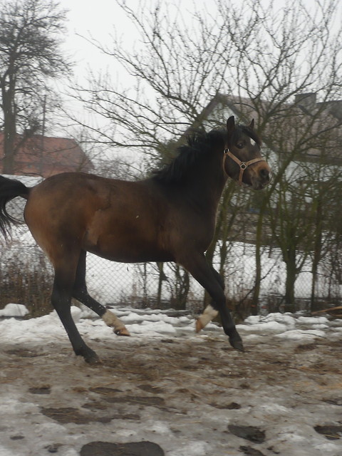 Wpis dynkitrinki