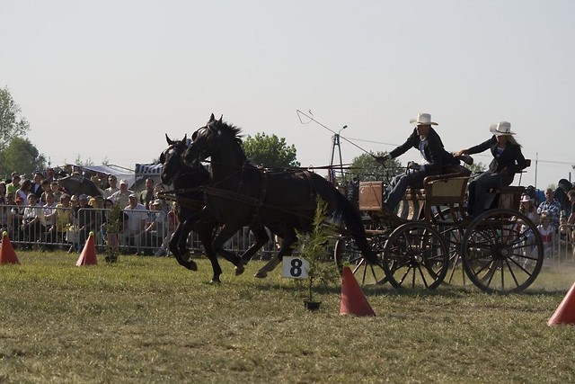 Wpis rouxcheval
