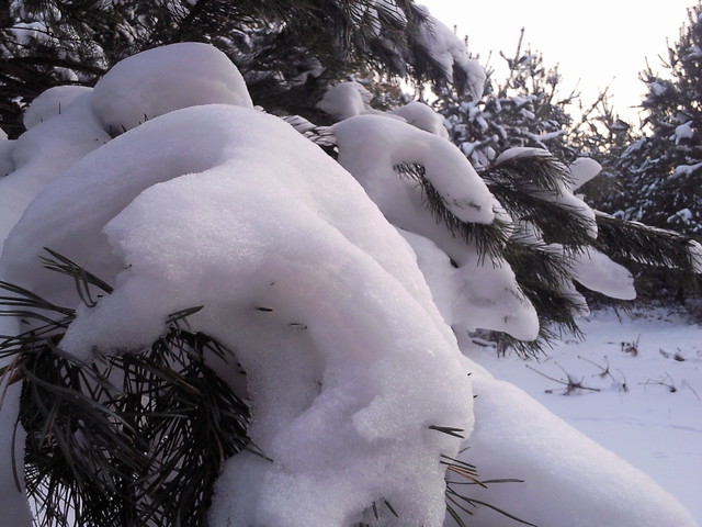 zima... dawno bya..>:D