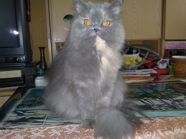 Wpis max2005