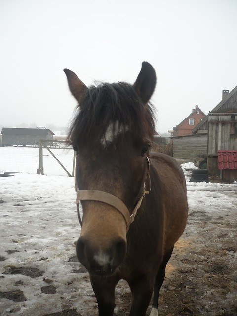 Corne ;}