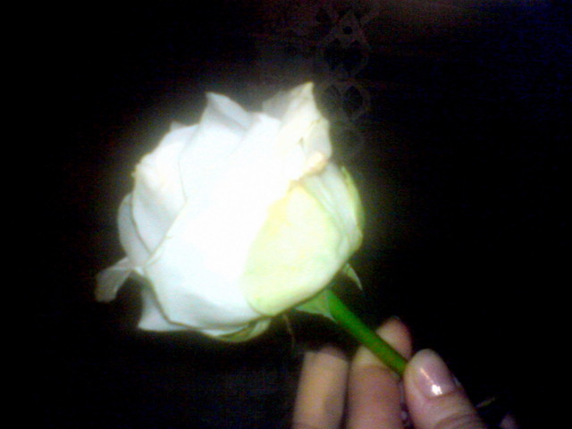 rose.