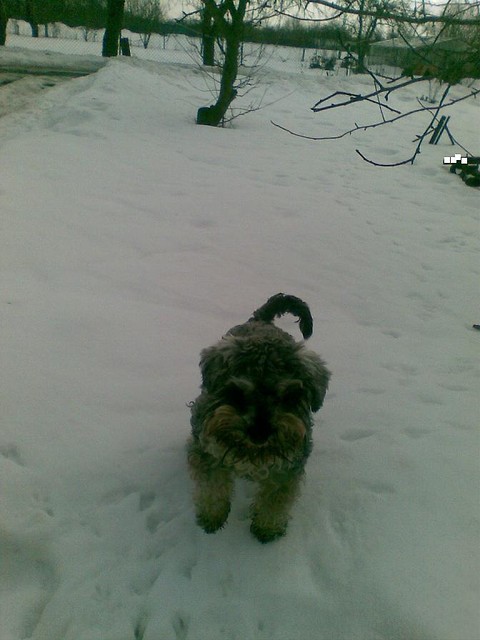 myy dog ;D