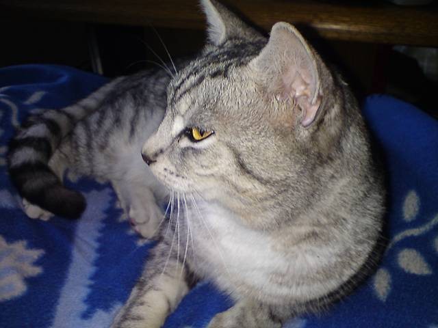 junior.