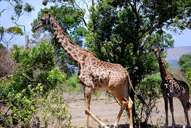 Wpis karibukenya