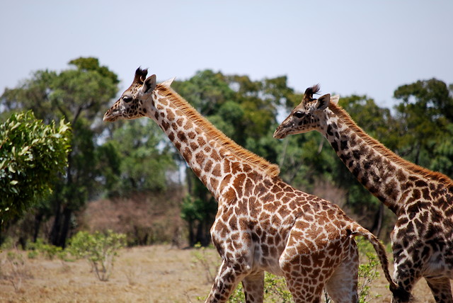 Wpis karibukenya