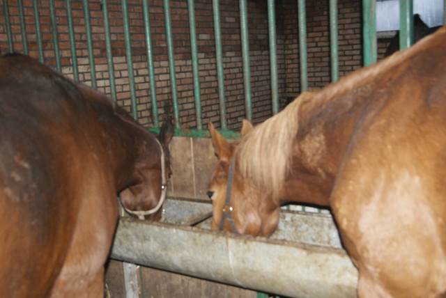 Wpis mustangowe