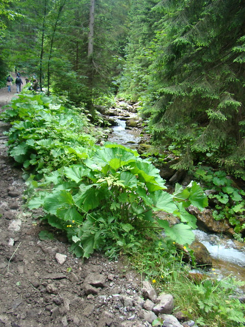 zteskniona