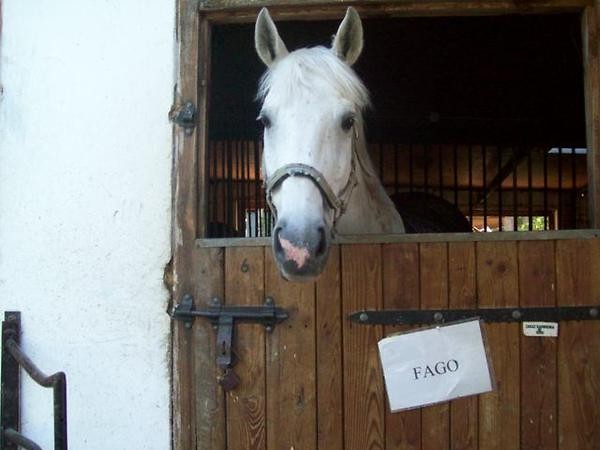 Fagusiowy ^^