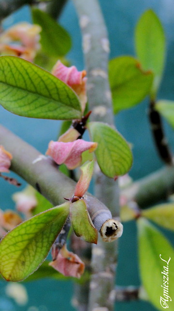 natura
