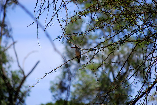 Wpis karibukenya