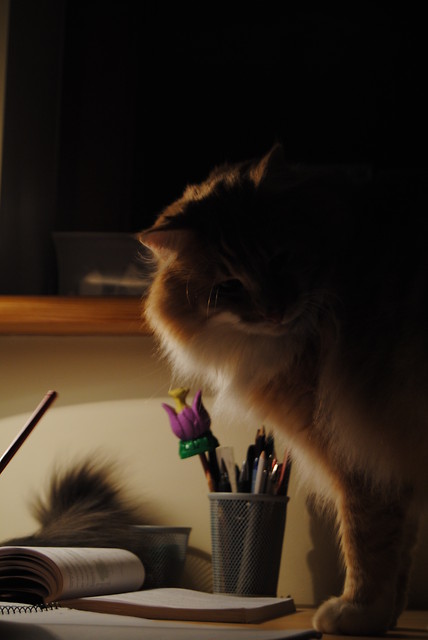Bijou