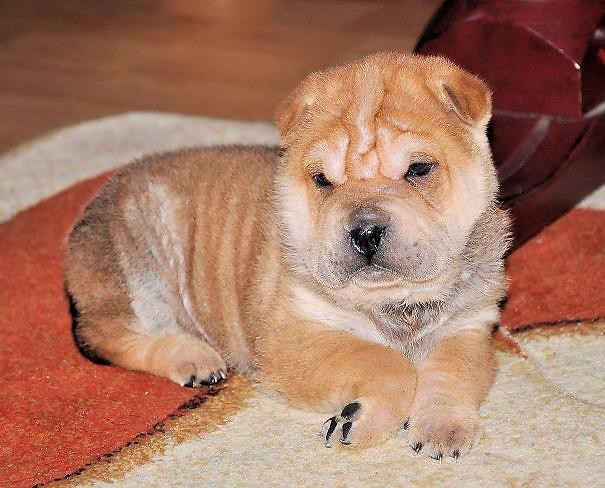 Pupilek