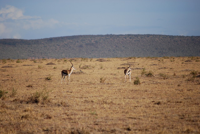 Wpis karibukenya