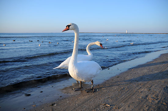Wpis goldbeach