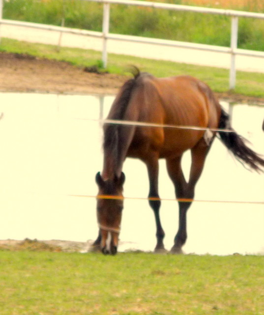 Eliksir ; ** ; (