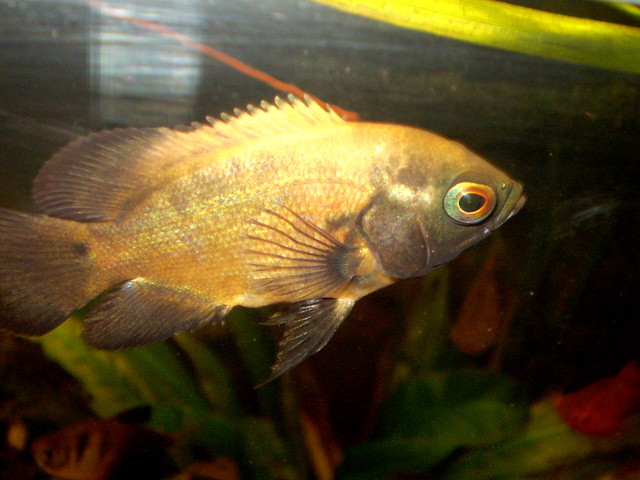 pielgnica pawiooka 