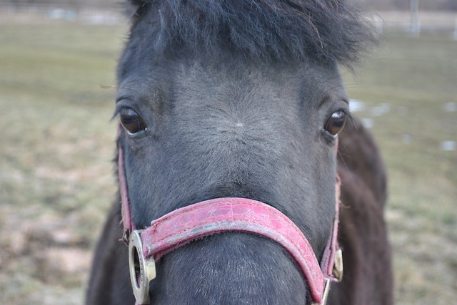 Horse black 