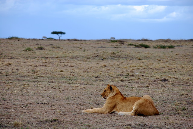 Wpis karibukenya