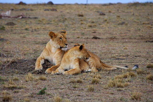 Wpis karibukenya