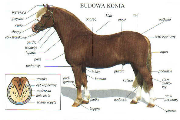 Budowa Konia