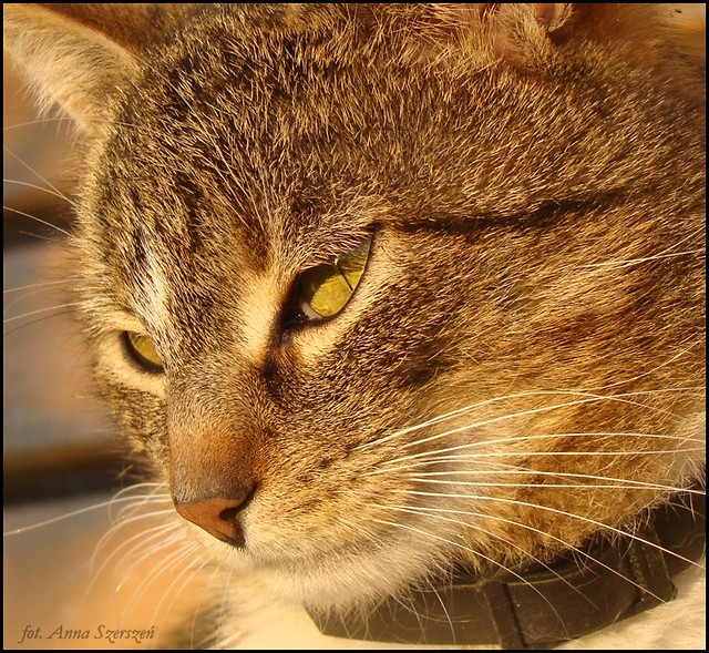 My sweet cat :)) 