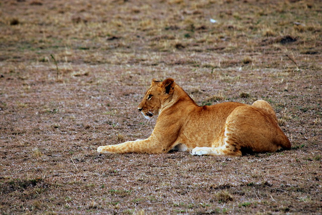Wpis karibukenya