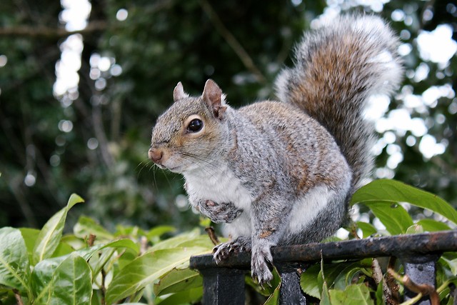 Squirrel