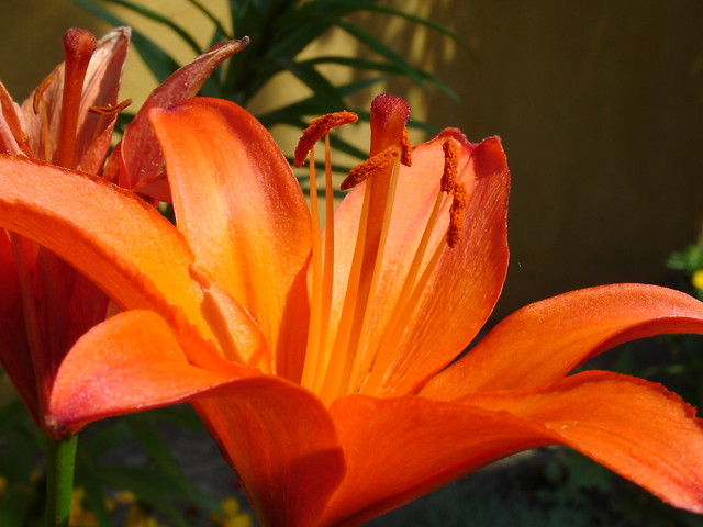 Lilijka