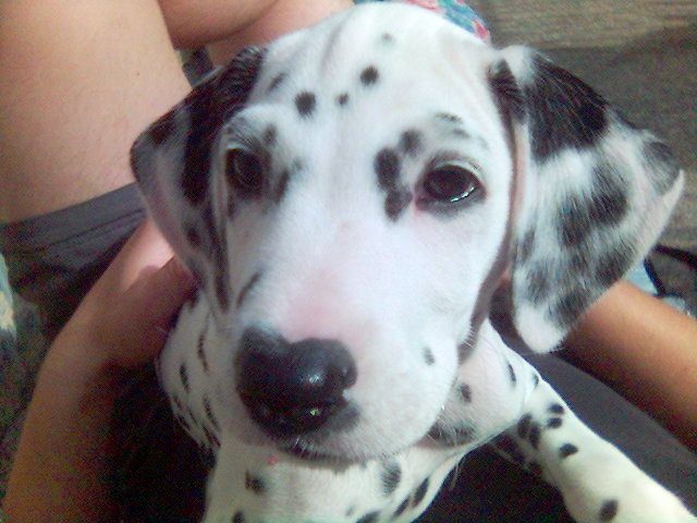 Deeelcia.^