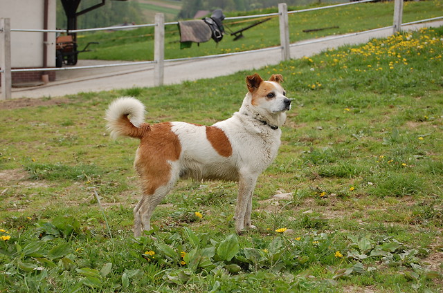 Tosiek