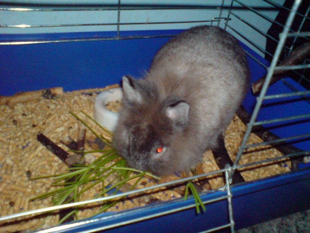 Bunny