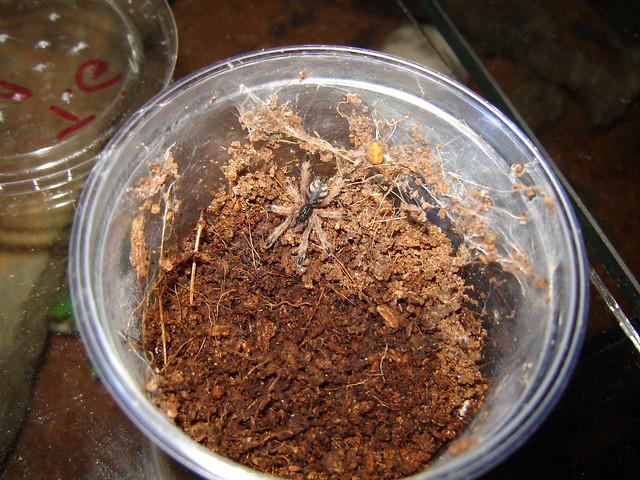 Maleki Gigas;)
