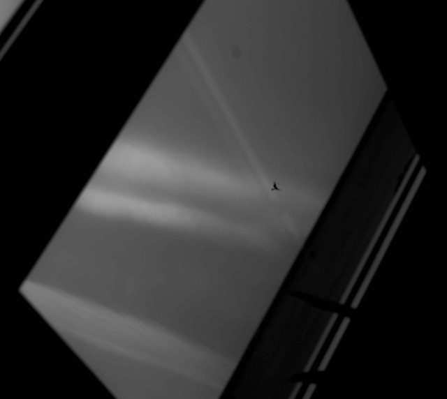 ptaq