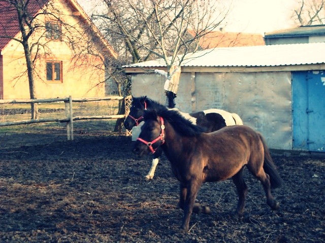 knibale