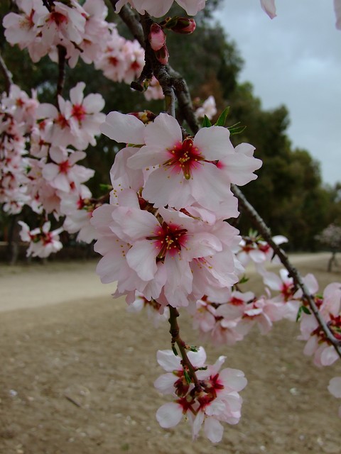 Wpis vickinga
