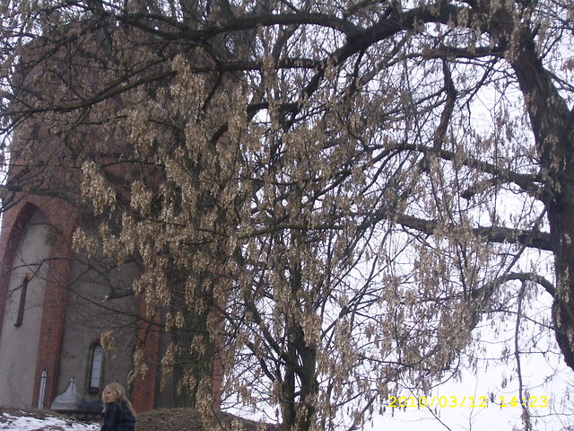 Drzewko