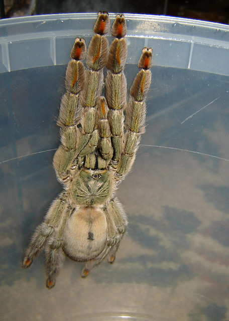 Psalmopoeus cambridgei